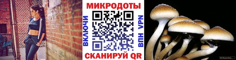как найти закладки  Монино  Псилоцибиновые грибы Psilocybe 